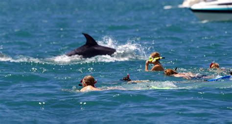 Swimming With Dolphins In The Gorgeous Bay Of Islands Northland New