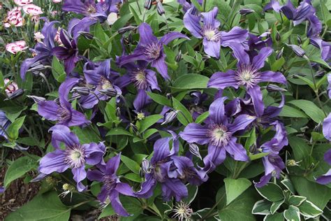 Department of agriculture plant hardiness zones 4 through 8. Clematis - different twists on an old favorite
