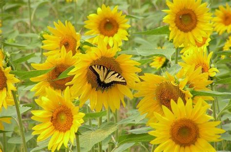 And these flowers are great for attracting hummingbirds, along with other pollinator insects, bees, moths, and butterflies. 7 Summer Nectar Flowers That Attract Butterflies ...