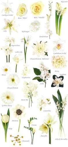 Flower Names By Color Hayleys Wedding Tips 101 Types Of White