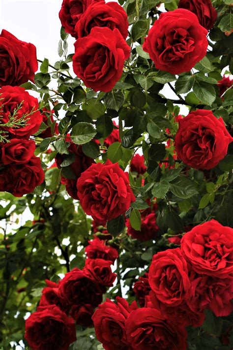 Rose Flower Garden Images Free Download 7art Studio Free Desktop