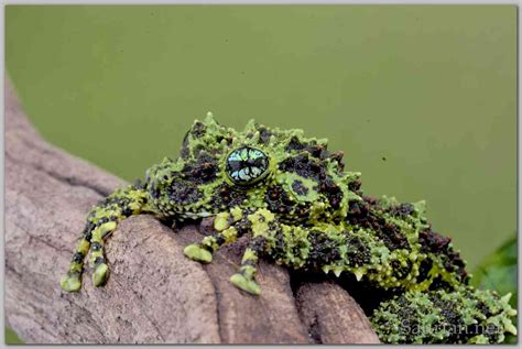 Vietnamese Mossy Frogs From Saurian A Great Breeding Project