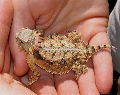 Regal Horned Lizard Facts And Pictures Reptile Fact