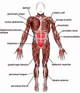 Photos of Major Core Muscles