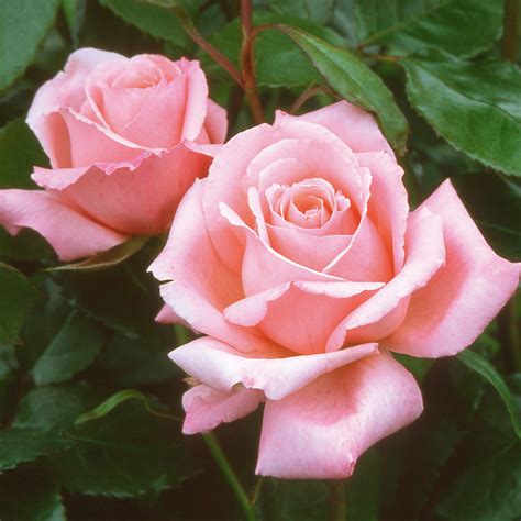 Congratulations Hybrid Tea David Austin Roses