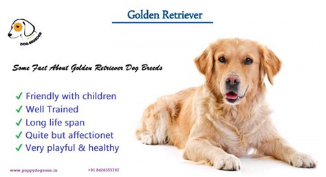 Some Facts About Golden Retriever Dogs Puppy Dog Zone
