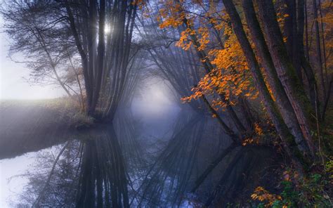 Nature Reflection Mist Fall Forest Trees Shrubs Sun Rays Water