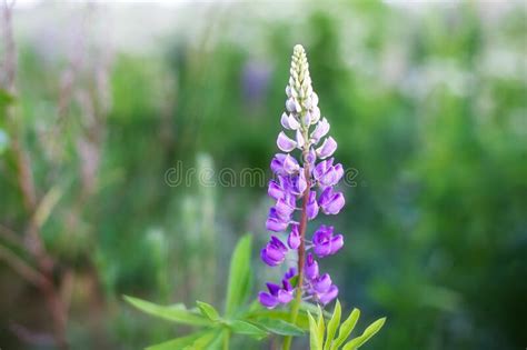 Lupinus Lupin Lupine Field With Pink Purple And Blue Flowers Bunch