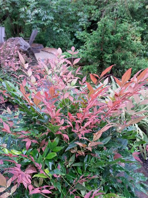 With an attractive compact habit and bright colorful leaves, it makes an excellent addition to a walkway. Nandina 'Gulf Stream' | Sublime Garden Design | Landscape ...
