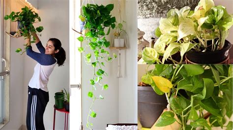 Supporting Vining Houseplants Managing Vining Plants Inside The Home