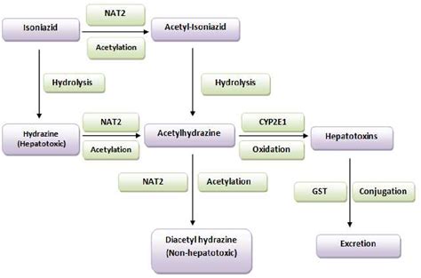 Figure 3 From Anti Tuberculosis Drug Induced Hepatotoxicity A Review