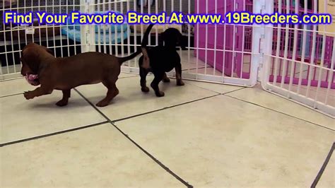 Our dachshund puppies are raised in our home with lots of tender loving care from the day they are born until we deliver them to you. Miniature Dachshund, Puppies, For, Sale, In, Portland ...