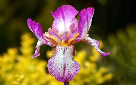 Flor De Iris Características Como Plantar Y Cultivar