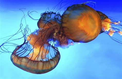 Wallpaper Jellyfish Cnidaria Invertebrate Marine Invertebrates