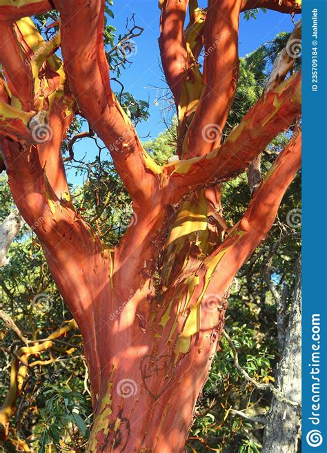 Arbutus Tree With Peeling Bark In Summer East Sooke Wilderness Park