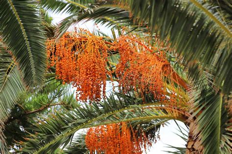 Palm Tree With Bright Orange Fruits Stock Photo Image Of Bright