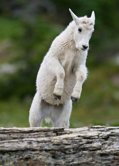 Pin By Gail Neu On Cute Baby Goat Pics Mountain Goat Goats Goat Picture
