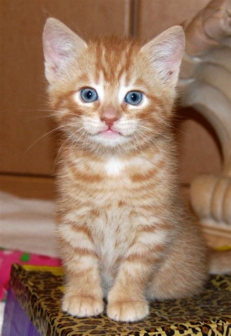 Best 25 Orange Tabby Kittens Ideas On Pinterest Orange Kittens Cute