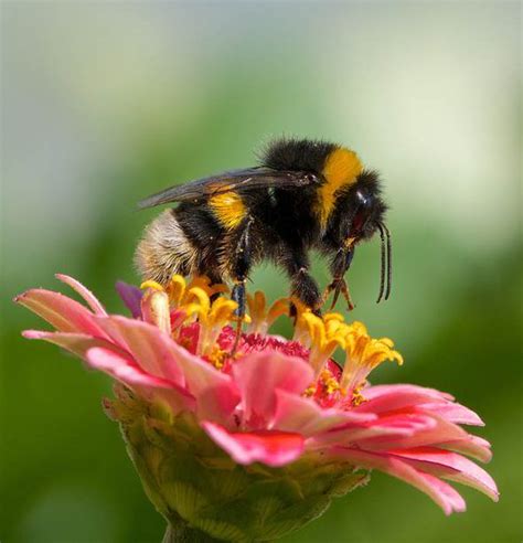 If we all do this together then hopefully numbers will start to increase again. Decline of the bees: 10 reasons to love bees other than ...