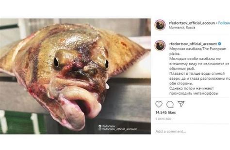 Jenis ikan laut dan harganya 16 mei 2020 pasar kliwon temanggung sembakochannel seafood. Ikan Laut Dalam Ini Berwajah Mengerikan, Punya 2 Mata di ...