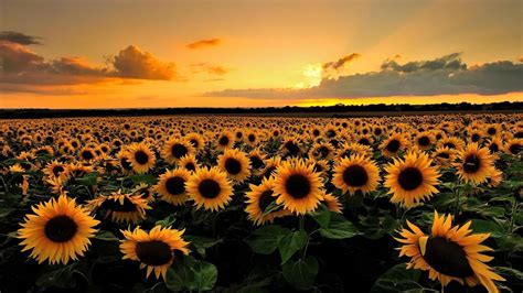yellow flowers sky flower flower field evening 1080p sun grass sunset sunflower field