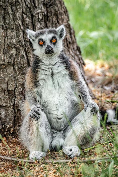 Funny Madagascar Lemur At Smooth Background At Open Area Stock Photo