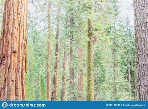 Mariposa Grove Redwood And Pine Trees Up Close View Stock Photo Image
