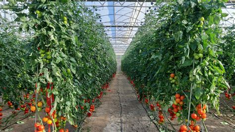 La Mejora Varietal En El Cultivo Del Tomate Idi Tecnología Hortícola