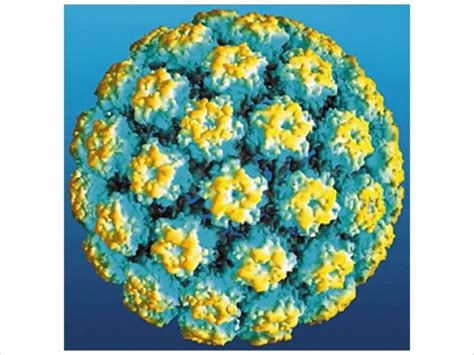 Hpv Associated Oral Cancers Are On The Rise Dentistry Today