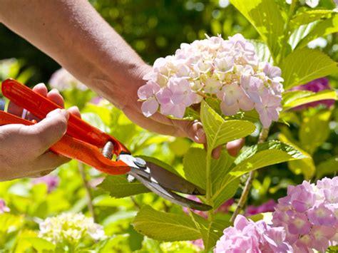 You can use aspirin, a penny, hairspray, bleach, or the florist packet that comes with flowers to keep cut flowers fresh. Prepare Your Home For Summer - Emerald Interiors Blog