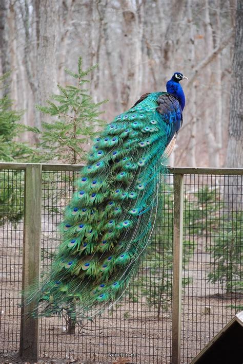 Anything goes with green, the factor determining if it looks okay is the ratios and properties of both your green and what you happen to combine it with. Beautiful green colored Peacock Wallpaper. You can really ...