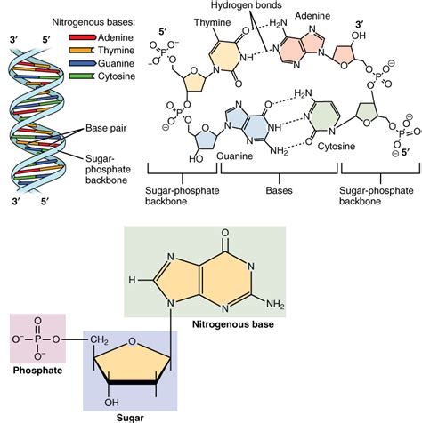 (internal and external hydrogen bonds stabilize the dna molecule). 3.3 The Nucleus and DNA Replication - Anatomy and Physiology