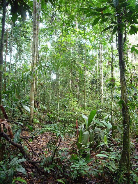 Why Do Tropical Ecosystems Have Higher Biodiversity? | Science 2.0