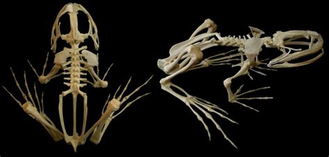 Squelette De Grenouille Taureau Bull Frog Skeleton Rana Flickr
