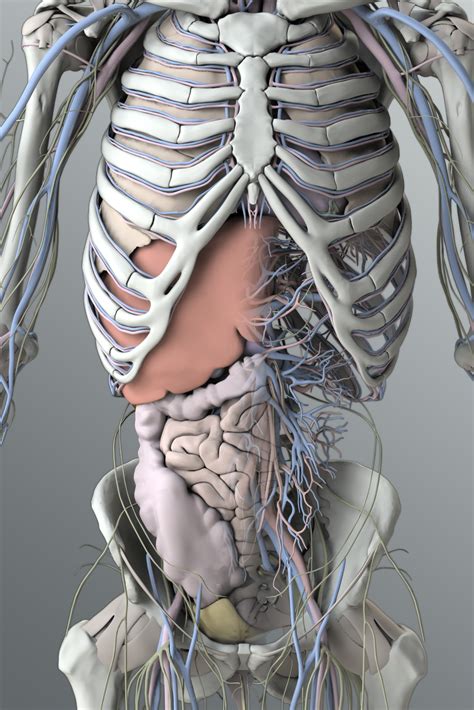 Human Male Torso Anatomy Human Male Body And Urinary And Reproducti