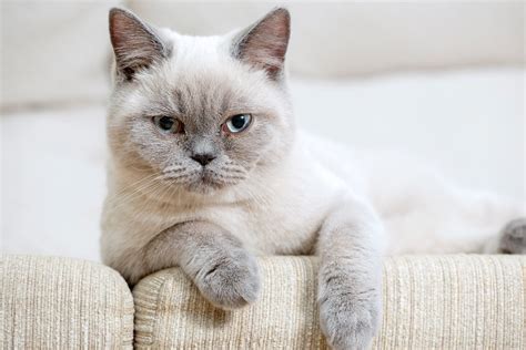 6 Types Of British Shorthair Cat Colors With Pictures Hepper