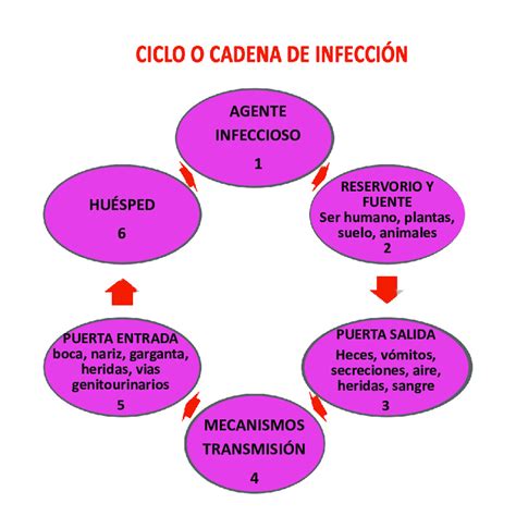 Figura N° 3 Cadena EpidemiolÓgica Download Scientific Diagram