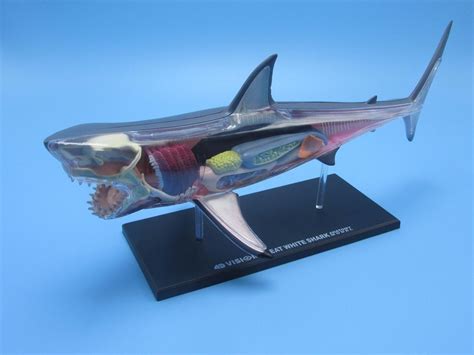 Great White Shark Anatomy Model 4d Vision Animal Anatomy Model Free