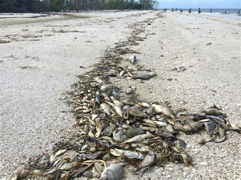 Red Tide Red Tide Phenomenon Closes Florida Beaches For You And Me