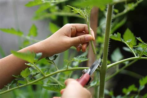 Pruning For Plant Health Techniques To Reduce Disease Risk And Improve