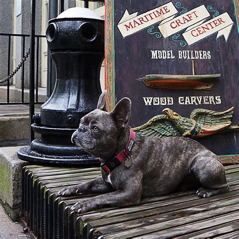 We are based in nyc. Nixon the French Bulldog Takes NYC - Wolfgang Man & Beast