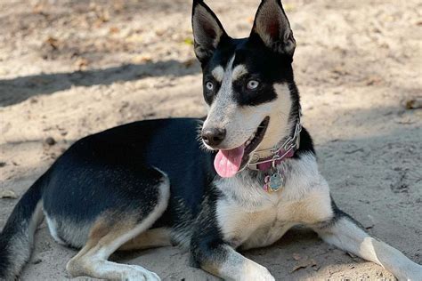 Blue Heeler Husky Mix Everything You Need To Know About The Ausky