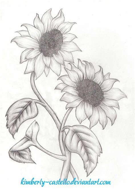 Girasoles Boceto De Kimberly Castello Pencil Drawings Of Flowers