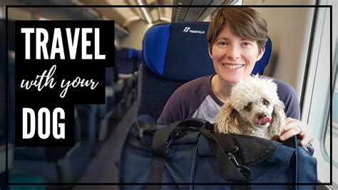 Everything You Need To Know About Traveling With A Dog Youtube