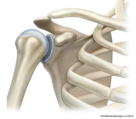 Anatomy of the Shoulder Archives - Joint Preservation Center