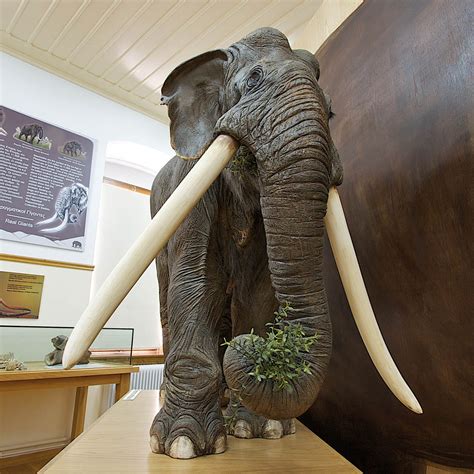 An Ancient Descendant The Straight Tusked Elephant By Emma Silva