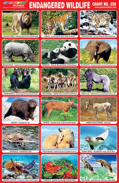 Spectrum Educational Charts Chart 250 Endangered Wildlife