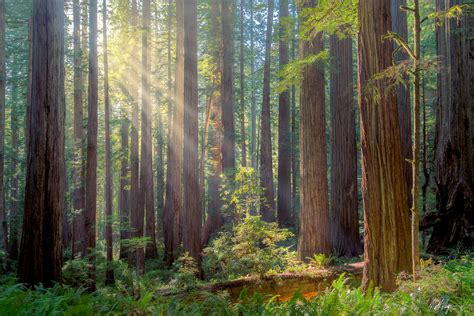 Redwoods Fine Art Nature Photography