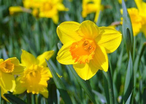 A mature daffodil bulb will develop small in practice, gardeners will often notice that a single plant has grown into a clump: Daffodils: How to Plant, Grow, and Care for Daffodil ...