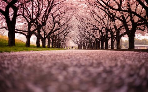 Cherry Blossom Flowers Tree Path Trail Wallpapers Hd